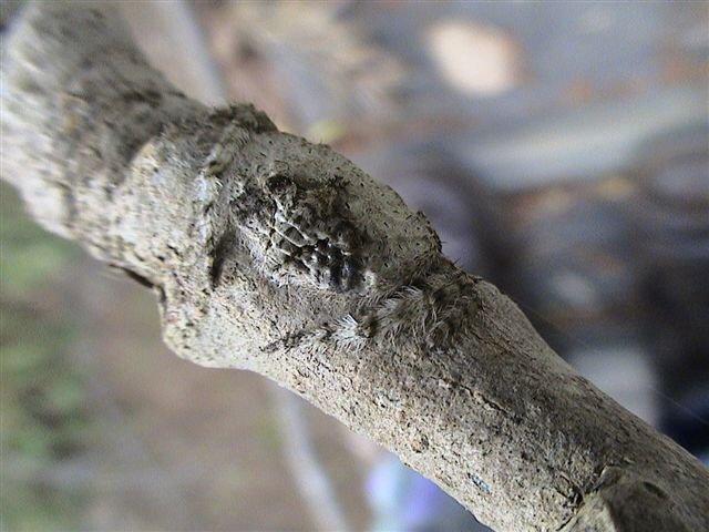 Araneus_ZZXYX_D2908_Z_80_Oaklands Park_Australie.jpg